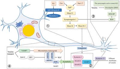 Advances in the study of axon–associated vesicles